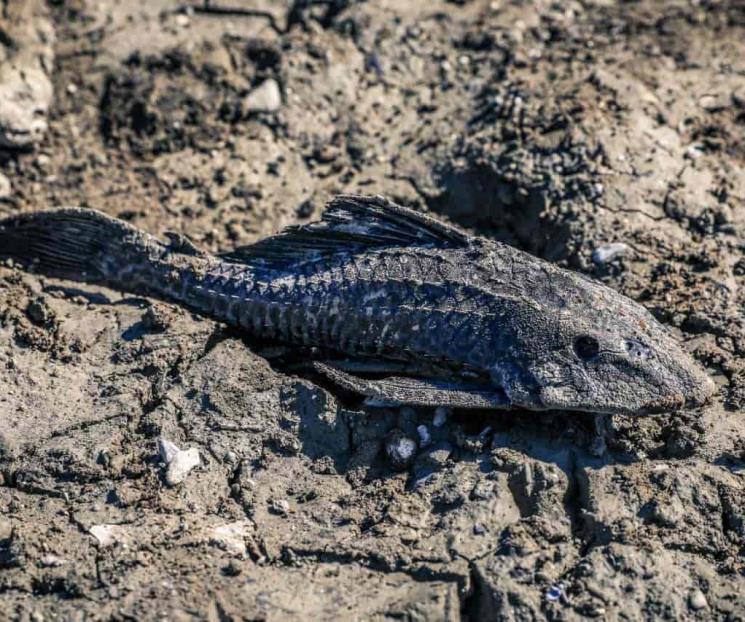 Alertan en Santiago sobre “Pez Diablo” en Presa La Boca