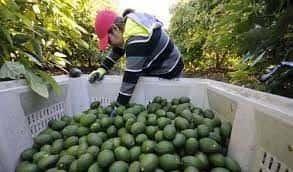 Suspende EU importación de aguacate por amenaza