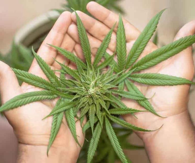 Prevalece estigma sobre uso del cannabis: UNAM Prevalece estigma sobre uso del cannabis: UNAM