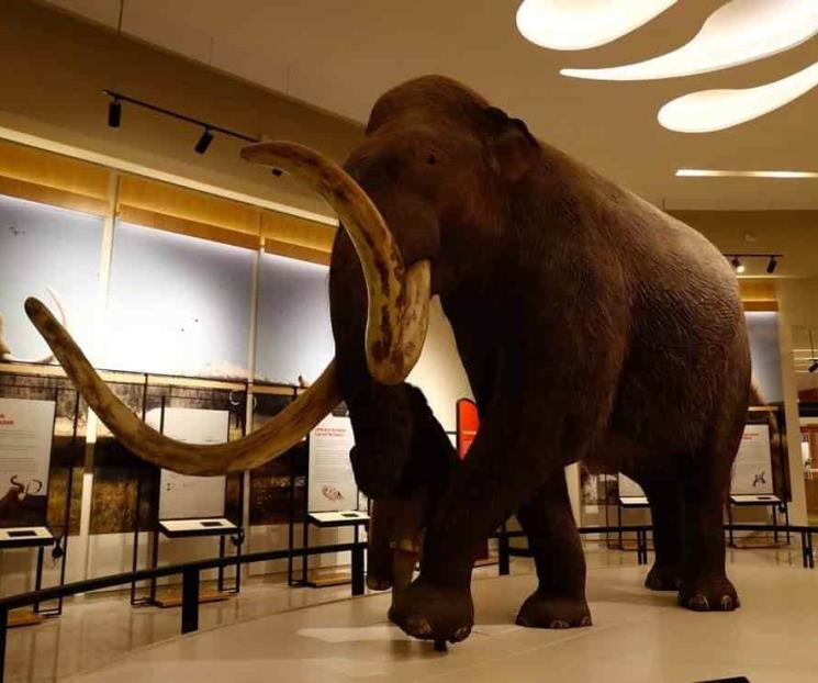 Abre sus puertas el museo del mamut Abre sus puertas el museo del mamut