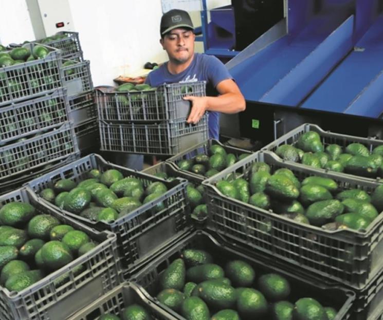 Pide EU seguridad para restablecer exportación de aguacate