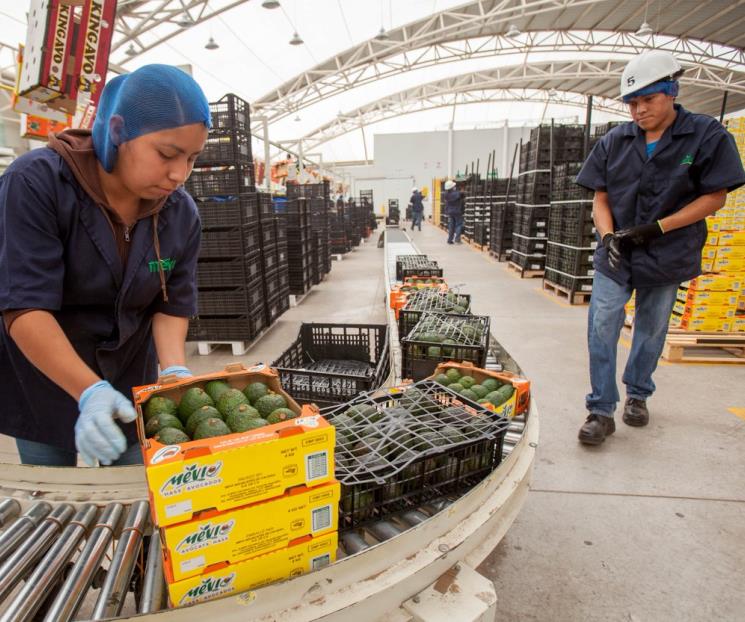 EU da luz verde para reanudar exportación de aguacate EU da luz verde para reanudar exportación de aguacate