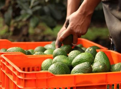 Prevén que próxima semana se reanude exportación de aguacate Prevén que próxima semana se reanude exportación de aguacate