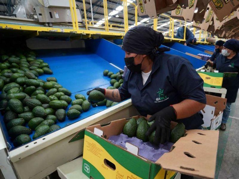 Reanudará EU inspección e importación de aguacate mexicano