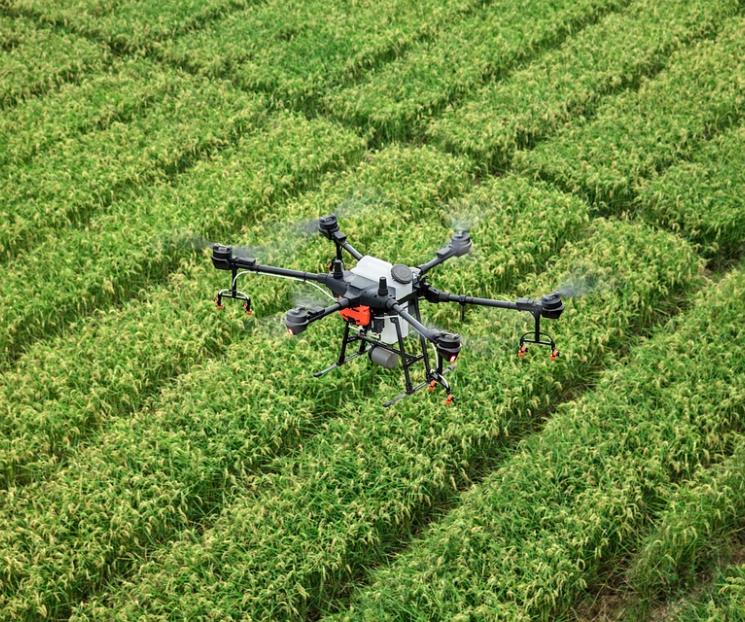 Reforestan bosques mexicanos con drones Reforestan bosques mexicanos con drones