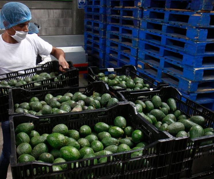 Reanudan corte y exportación de aguacate a EU