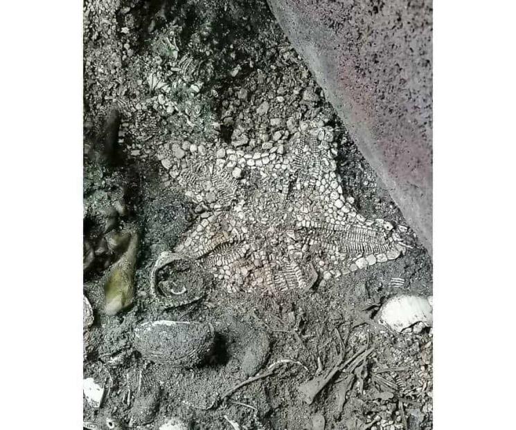Encuentran estrella de mar casi intacta en Templo Mayor
