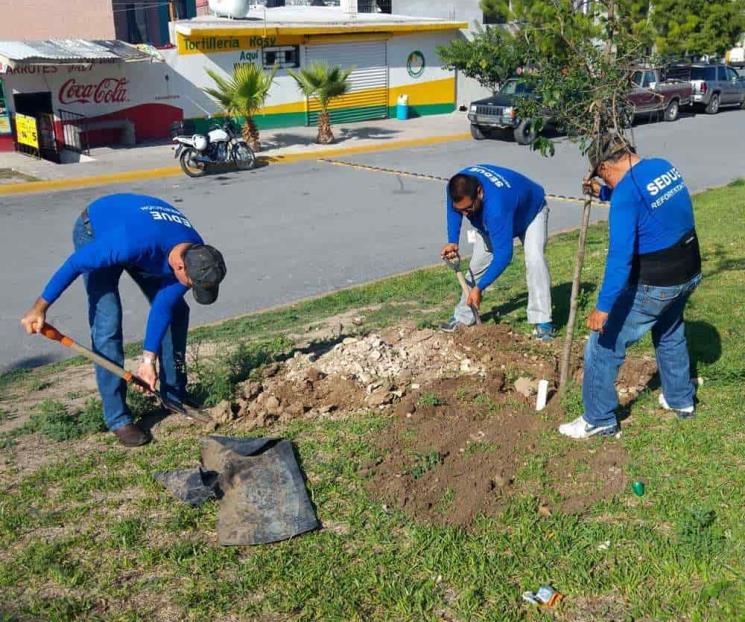 Arborizan zonas urbanas en SC