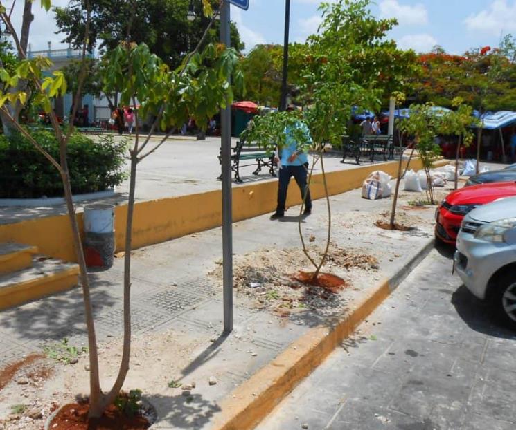 Plantarán árbol por cada cajón de estacionamiento