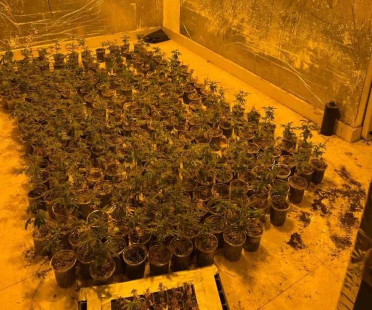 Descubren invernadero de mariguana en Cumbres