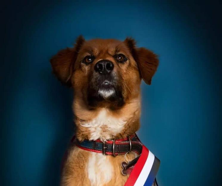Brownie, el primer perro con cargo