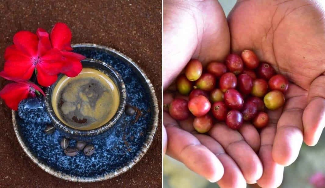Participarán productores de café de Oaxaca en muestra