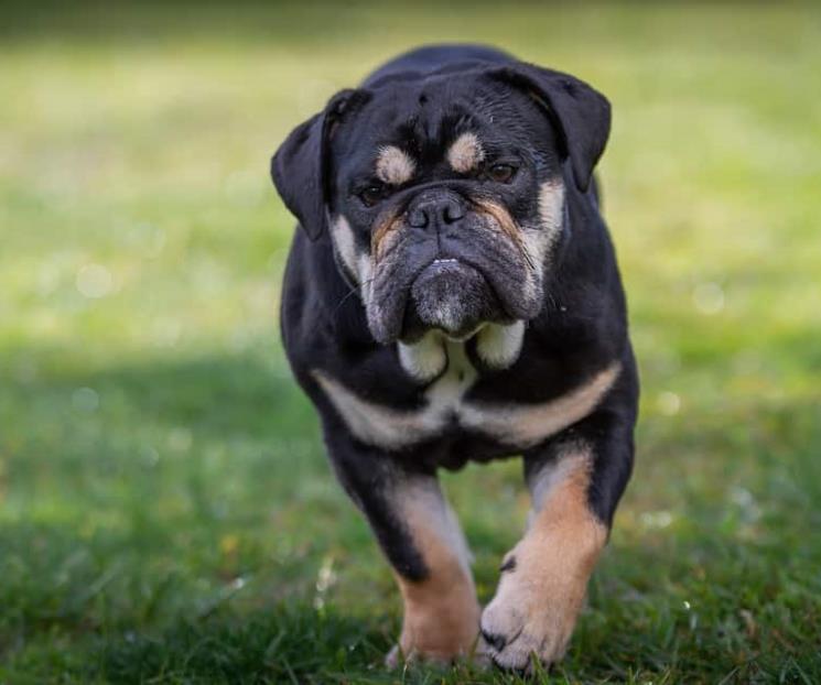 Piden hasta 10 años de cárcel por robo de mascotas
