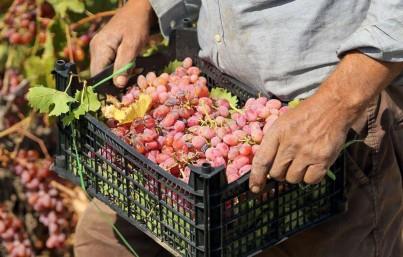Crece productividad en cámara lenta: BM