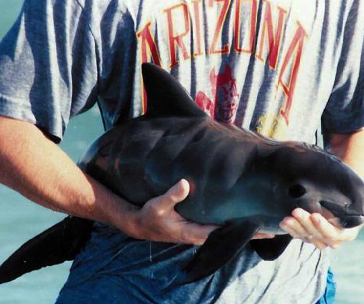 Abandona Conapesca a la vaquita marina