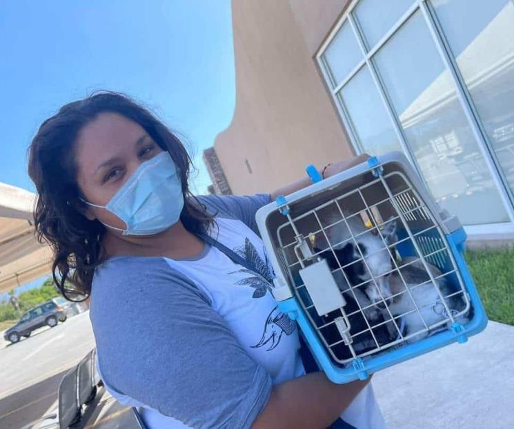 Vacunarán gratis a perros y gatos en SN