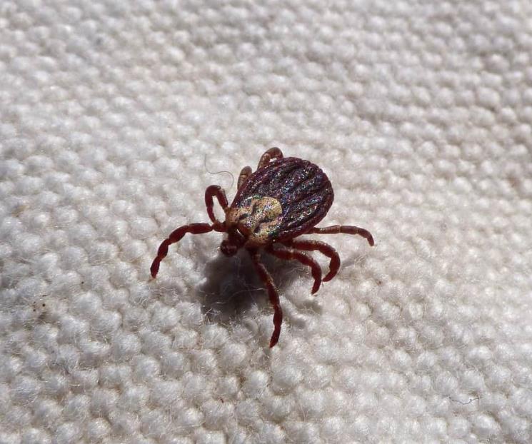 EU detecta virus potencialmente mortal