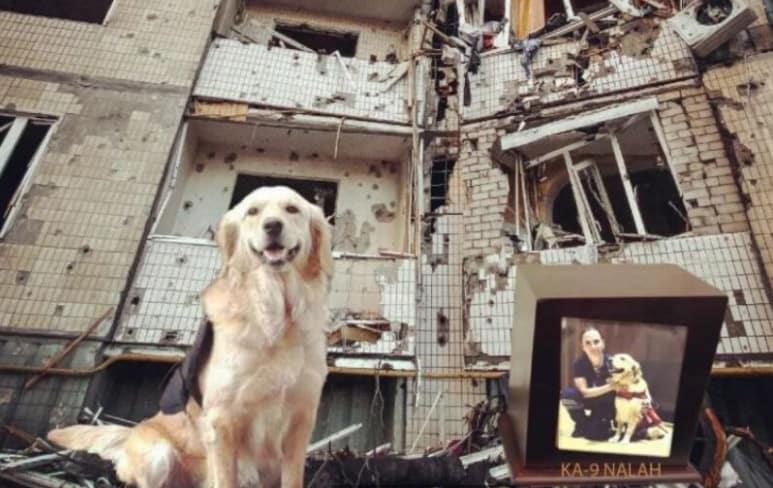Muere perrita rescatista del sismo del 19-S de 2017
