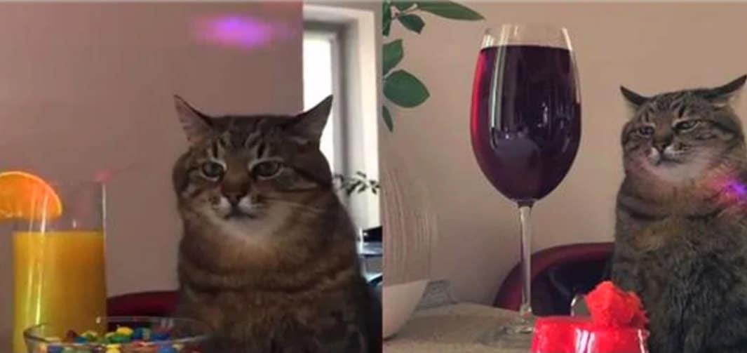 Stepan el gato ucraniano que recauda donativos