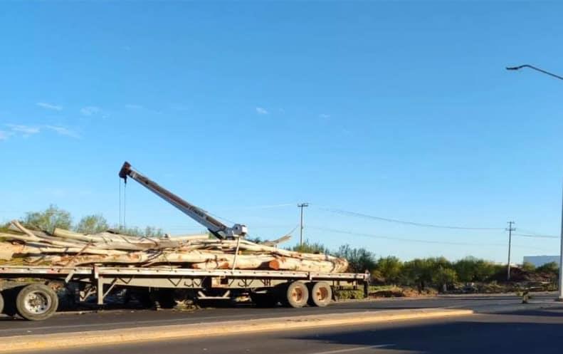 Detienen a 6 por tala ilegal en Los Mochis