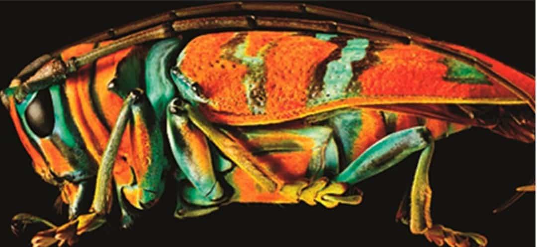 Levon Biss, fotógrafo que capta la belleza de los insectos