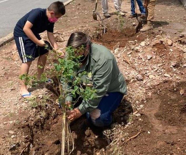 Suspenden plantación de árboles por sequía