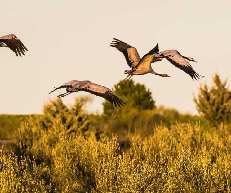 Estudio revela que las aves también hacen tríos