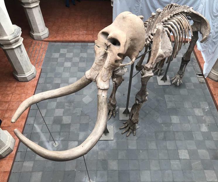 Bautizan como Pacha a osamenta de mamut en Ecatepec