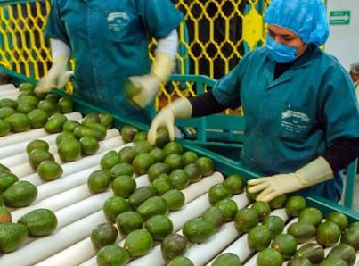 Costa Rica debe eliminar certificación a aguacate
