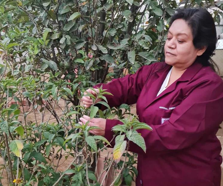 Prueba efectividad de planta medicinal contra cáncer de mama