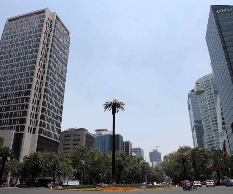 Adiós a la Palma de Reforma, un añejo ícono de la CDMX