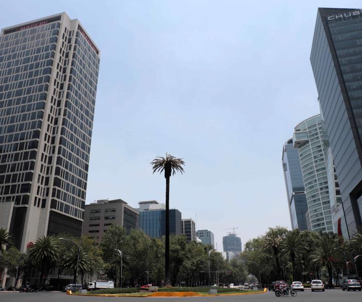 Adiós a la Palma de Reforma, un añejo ícono de la CDMX Adiós a la Palma de Reforma, un añejo ícono de la CDMX