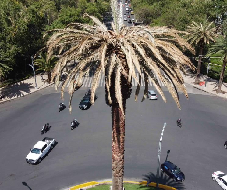 Con selfies y abrazos, dan último adiós a palmera de Reforma