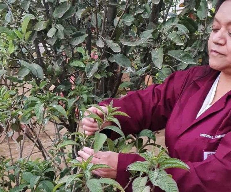 IPN prueba planta medicinal contra cáncer de mama