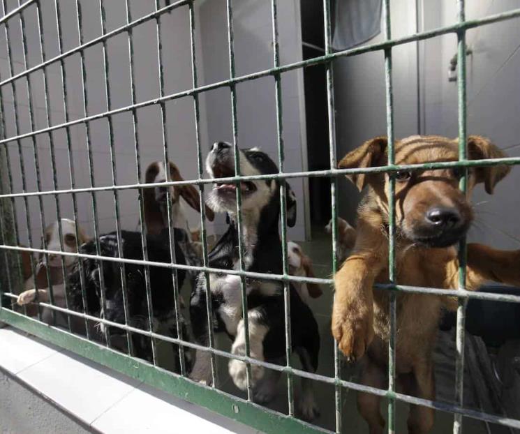 Tipifican en NL como delito el secuestro de mascotas