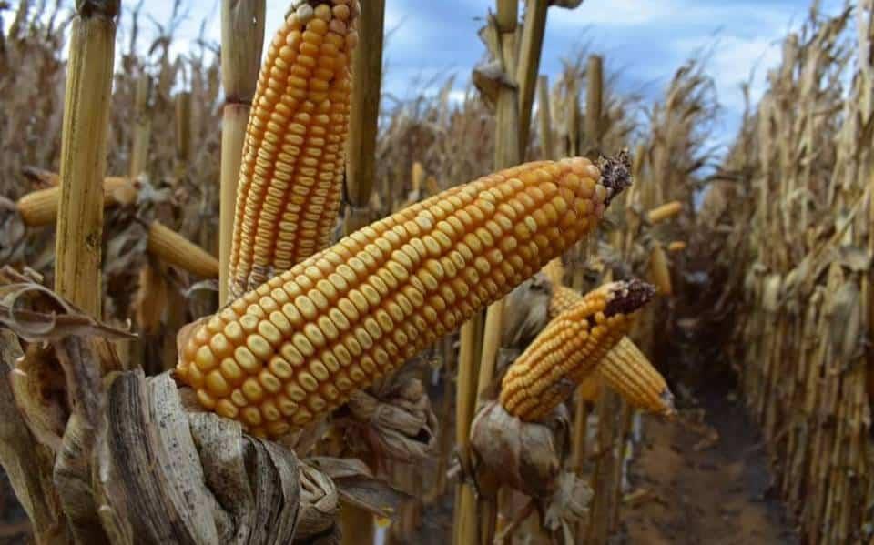 Bajaría 20% precio de 24 productos básicos con plan de AMLO