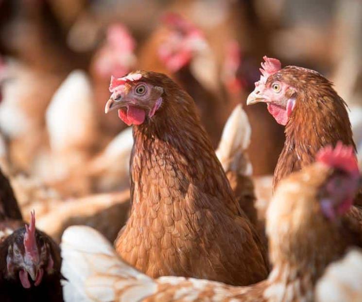 Detona H3N8 preocupación de que se desate una epidemia