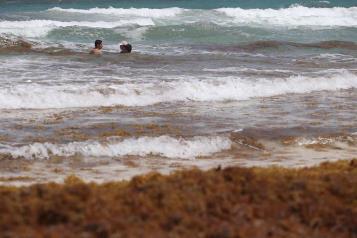Sargazo en el Caribe prende las alarmas en el Gobierno