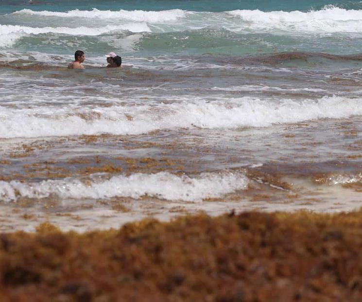 Sargazo en el Caribe prende las alarmas en el Gobierno Sargazo en el Caribe prende las alarmas en el Gobierno