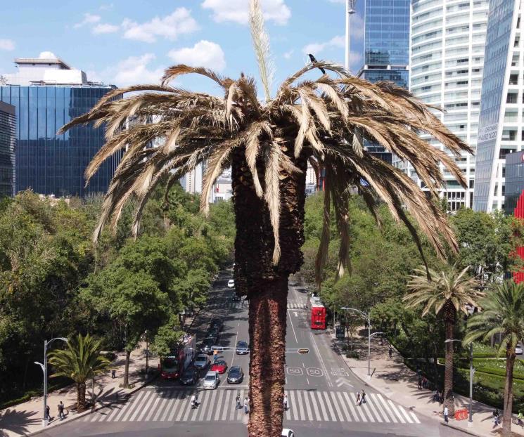 Por qué había una palmera en Reforma