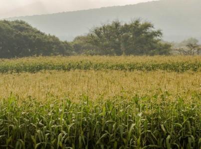Recrudece guerra crisis alimentaria mundial