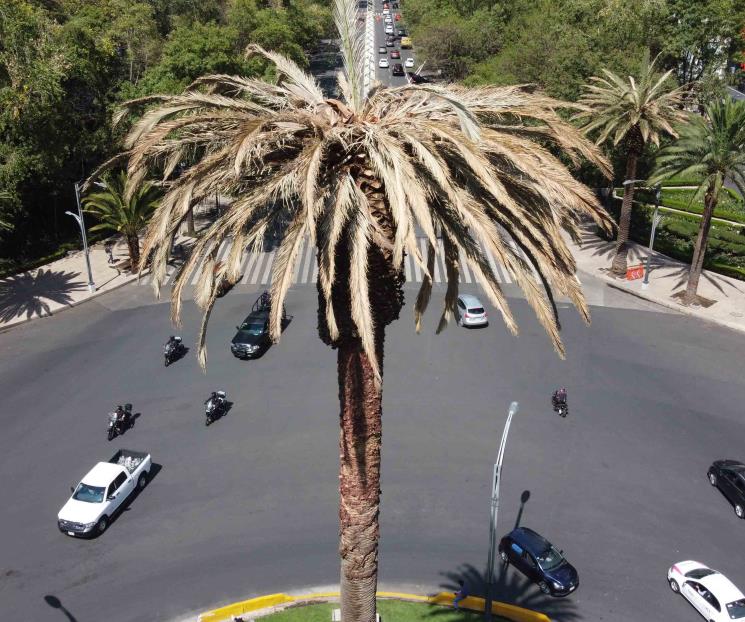 Amplían plazo para elegir al sustituto de Palma de Reforma