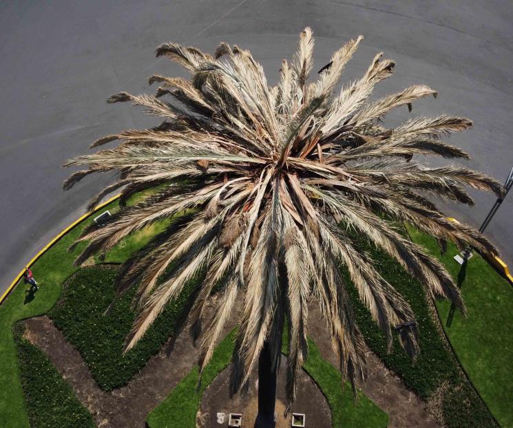 Medio ambiente de CDMX afecta a las palmas: UNAM Medio ambiente de CDMX afecta a las palmas: UNAM