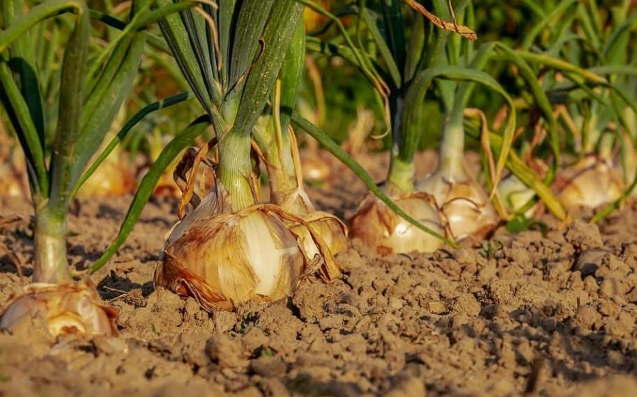 Complica debilidad del campo al Pacic