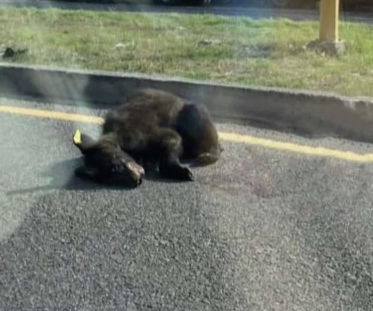 Atropellan a oso en la Nacional