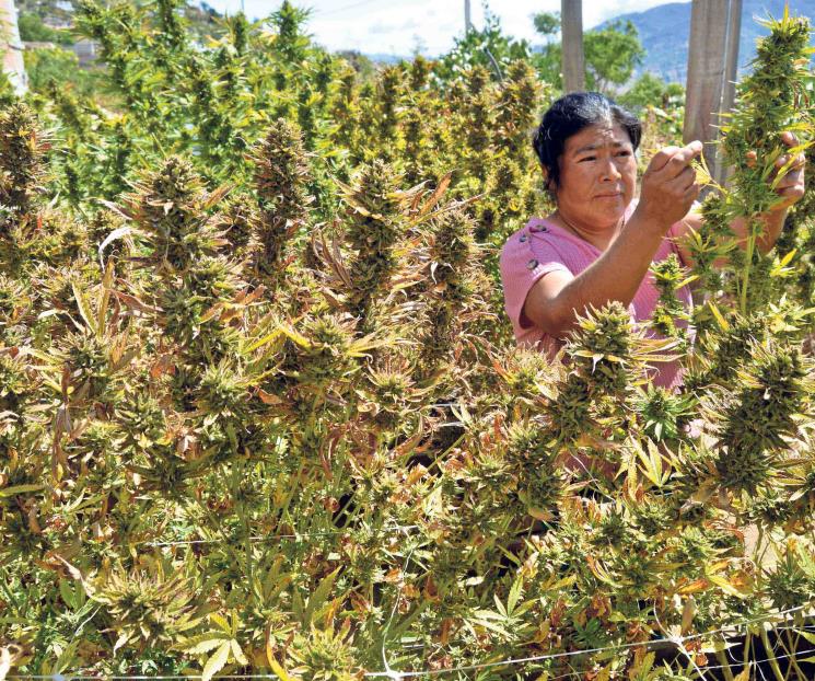 Hay potencial para ser líderes mundiales de cannabis