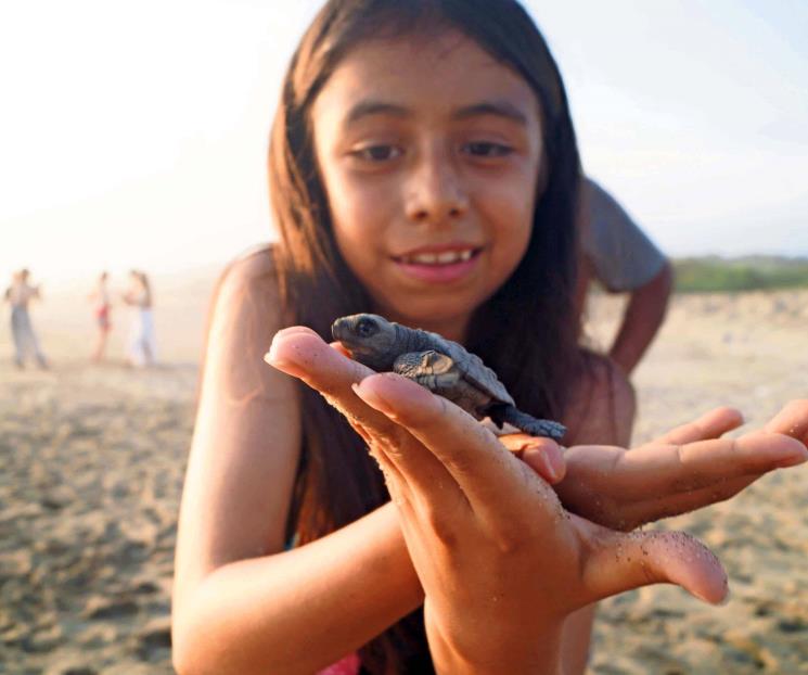 Proteger tortugas, una labor comunal