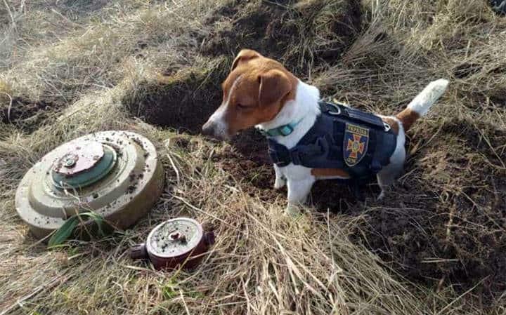 Patron,perro condecorado por Ucrania por detectar explosivos