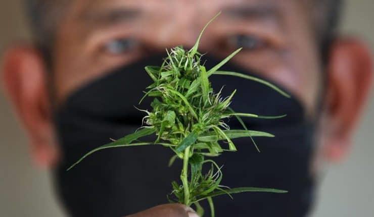 Tailandia distribuirá plantas de marihuana gratis