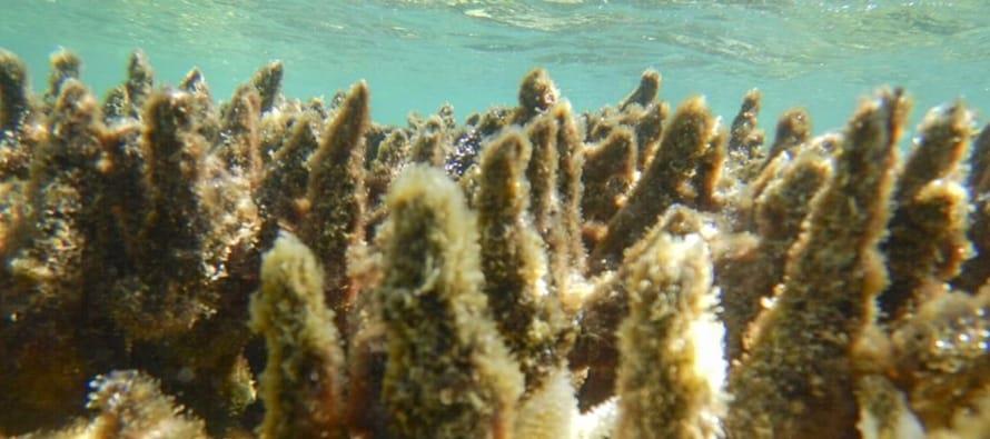 Blanqueamiento vuelve a afectar a Gran Barrera de Coral